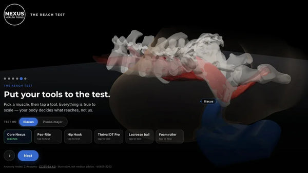 REACH Test visualization showing Core Nexus placement for the iliacus