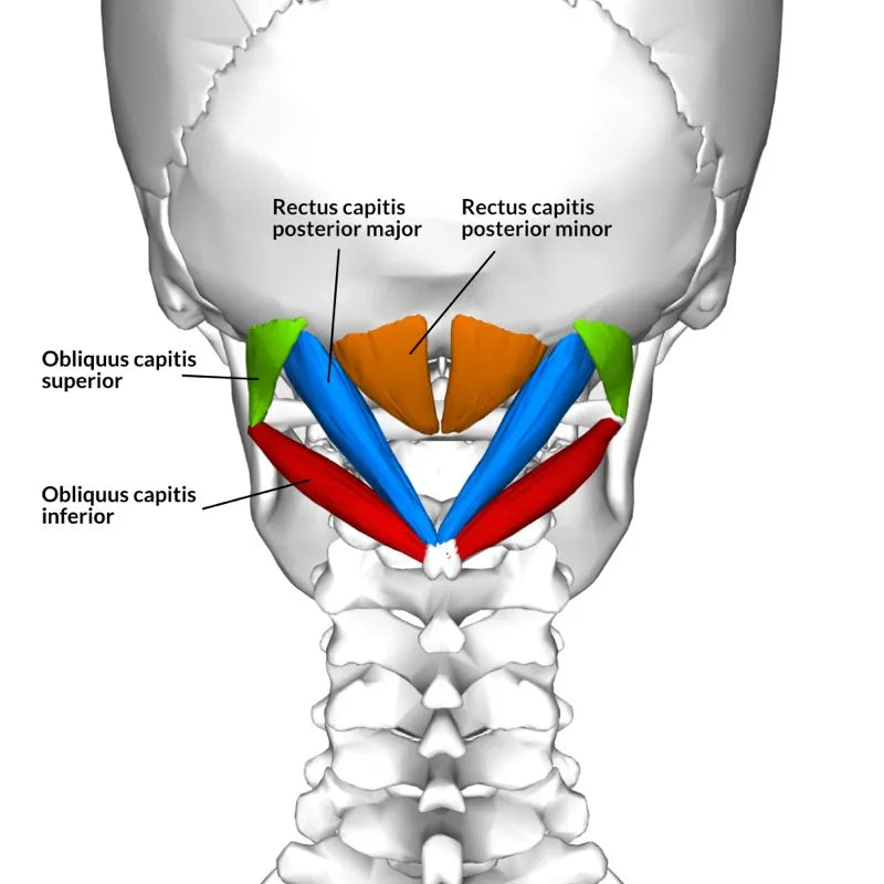 Posterior view of the four suboccipital muscles — rectus capitis posterior major and minor, obliquus capitis superior and inferior — connecting the upper cervical vertebrae to the base of the skull