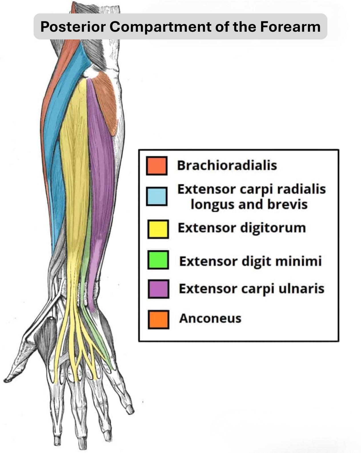 Posterior forearm muscles anatomy diagram