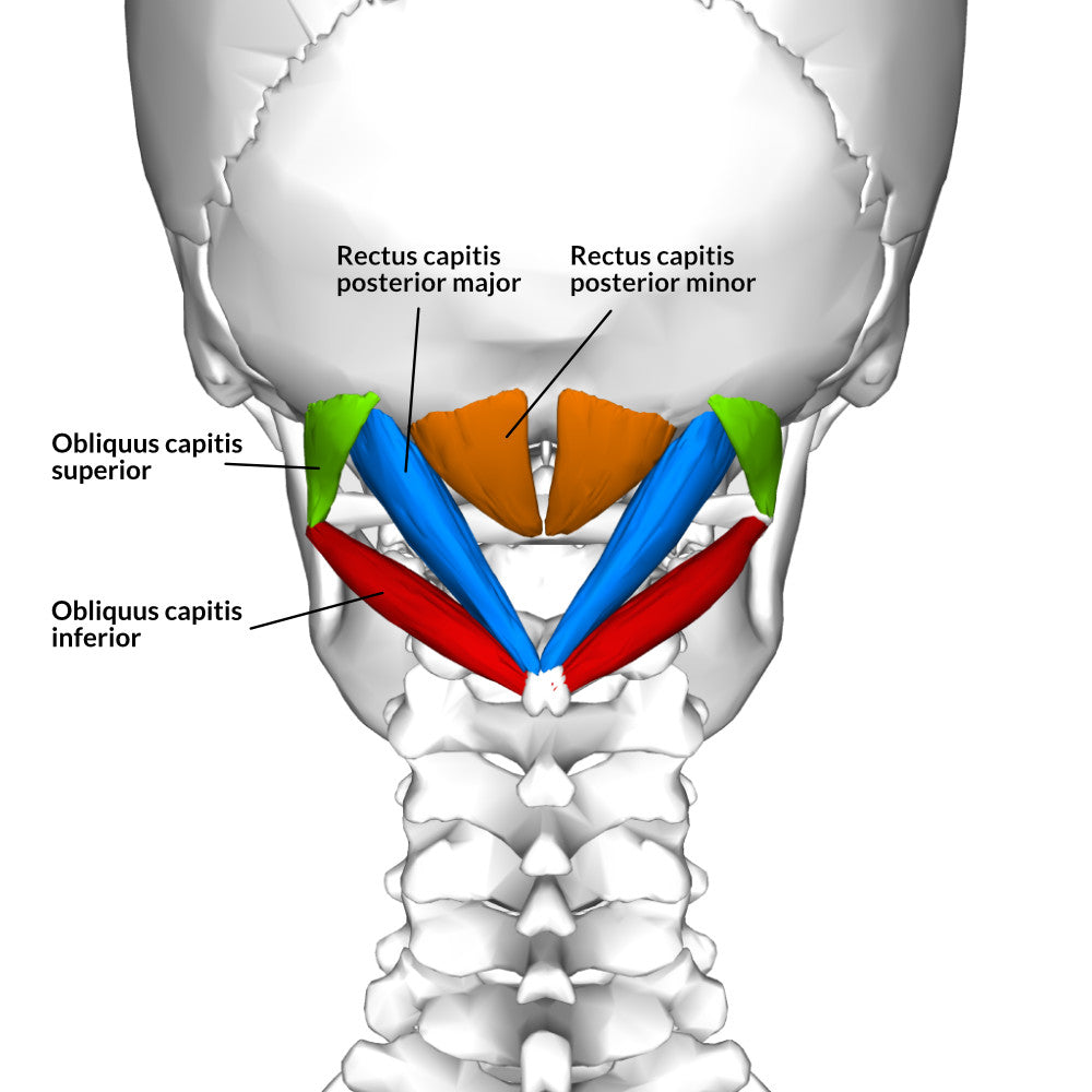 Suboccipital muscles anatomy diagram