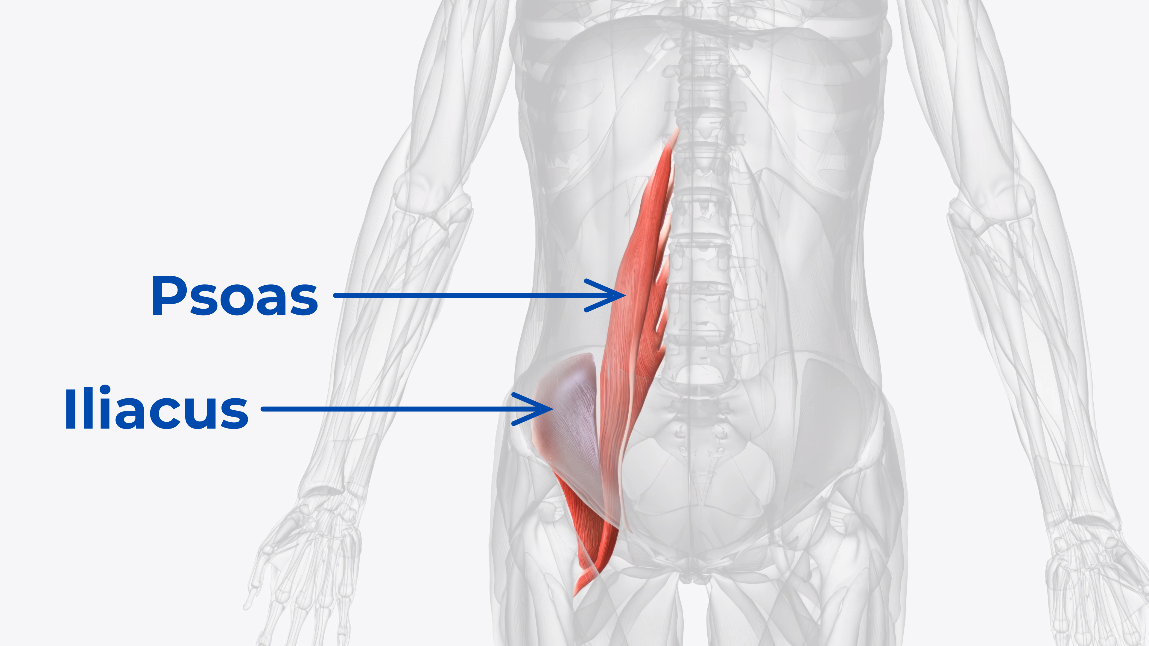Anatomy diagram showing the psoas and iliacus muscles — the two deep hip flexors that cause back and hip tension