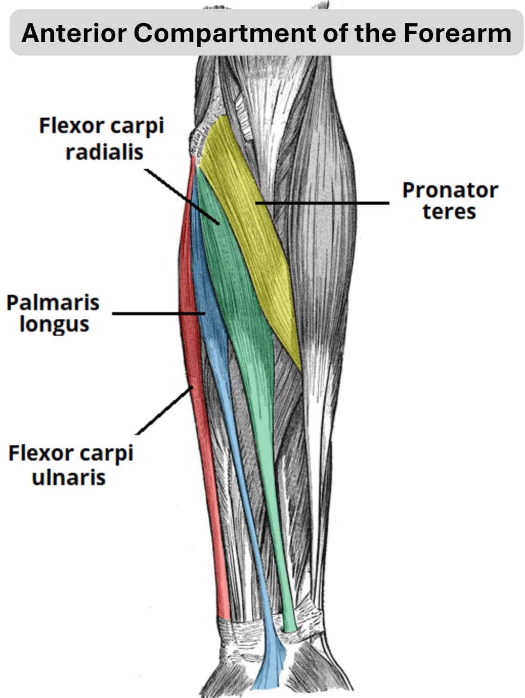Anterior forearm muscles anatomy diagram