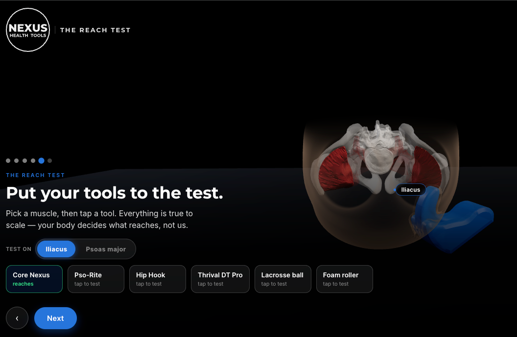 Reach Test model showing the pelvis, iliacus and blue Core Nexus.